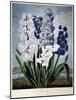 Thornton: Hyacinths-Warner-Mounted Giclee Print