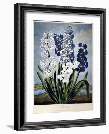 Thornton: Hyacinths-Warner-Framed Giclee Print