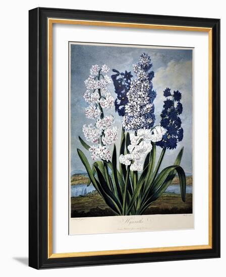 Thornton: Hyacinths-Warner-Framed Giclee Print