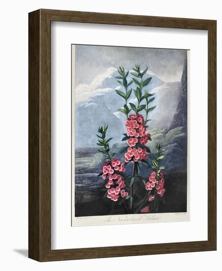 Thornton: Kalmia-Caldwall-Framed Giclee Print