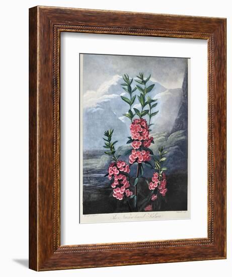 Thornton: Kalmia-Caldwall-Framed Giclee Print