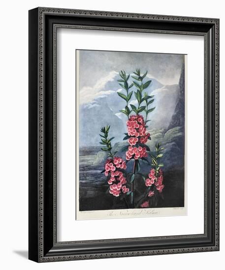 Thornton: Kalmia-Caldwall-Framed Giclee Print