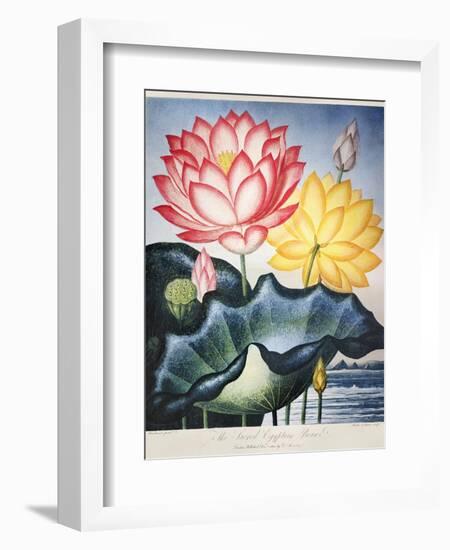 Thornton: Lotus Flower-Thomas Burke-Framed Giclee Print