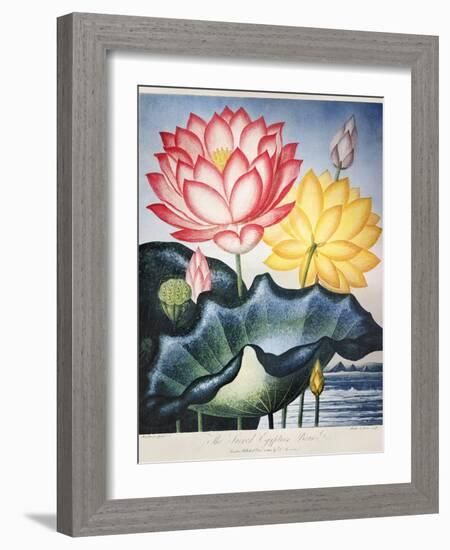 Thornton: Lotus Flower-Thomas Burke-Framed Giclee Print