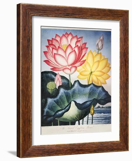 Thornton: Lotus Flower-Thomas Burke-Framed Giclee Print