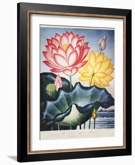 Thornton: Lotus Flower-Thomas Burke-Framed Giclee Print