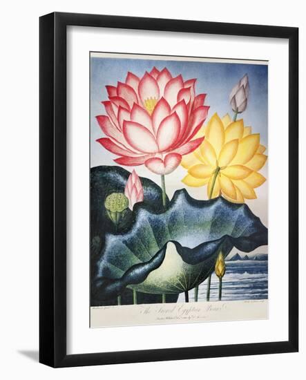 Thornton: Lotus Flower-Thomas Burke-Framed Giclee Print