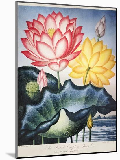 Thornton: Lotus Flower-Thomas Burke-Mounted Giclee Print