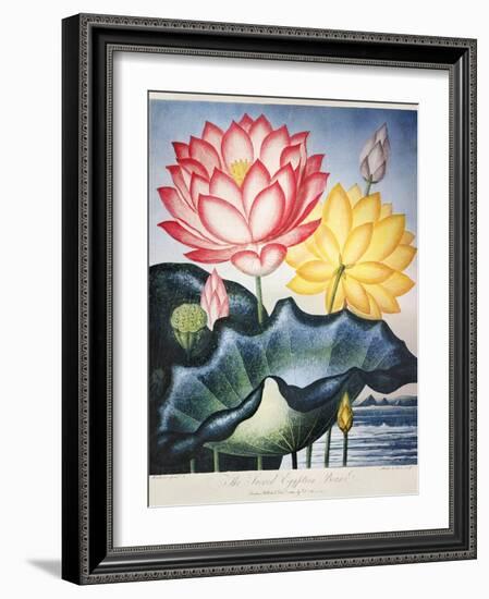 Thornton: Lotus Flower-Thomas Burke-Framed Giclee Print