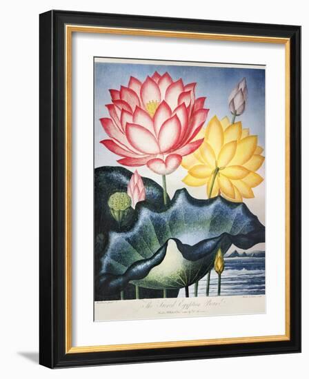 Thornton: Lotus Flower-Thomas Burke-Framed Giclee Print