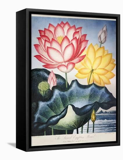 Thornton: Lotus Flower-Thomas Burke-Framed Premier Image Canvas