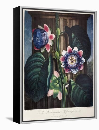 Thornton: Passion-Flower-James, The Elder Hopwood-Framed Premier Image Canvas