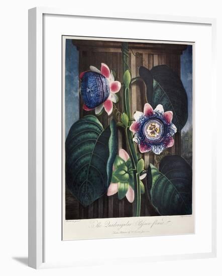 Thornton: Passion-Flower-James, The Elder Hopwood-Framed Giclee Print