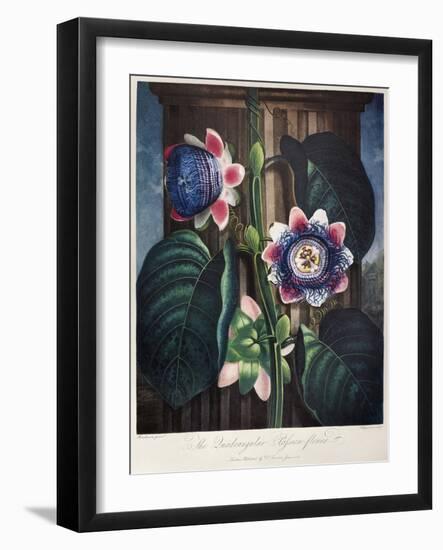 Thornton: Passion-Flower-James, The Elder Hopwood-Framed Giclee Print