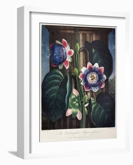 Thornton: Passion-Flower-James, The Elder Hopwood-Framed Giclee Print