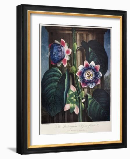 Thornton: Passion-Flower-James, The Elder Hopwood-Framed Giclee Print