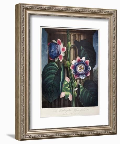 Thornton: Passion-Flower-James, The Elder Hopwood-Framed Giclee Print