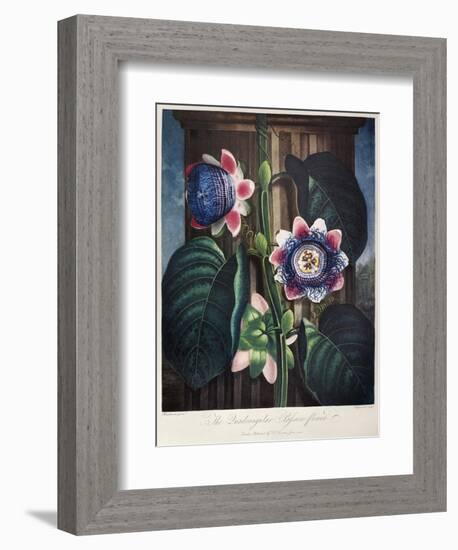 Thornton: Passion-Flower-James, The Elder Hopwood-Framed Giclee Print