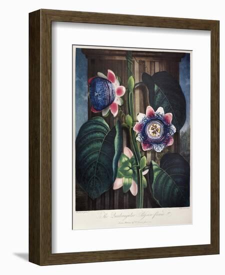 Thornton: Passion-Flower-James, The Elder Hopwood-Framed Giclee Print