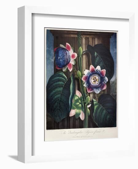 Thornton: Passion-Flower-James, The Elder Hopwood-Framed Giclee Print