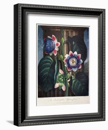 Thornton: Passion-Flower-James, The Elder Hopwood-Framed Giclee Print