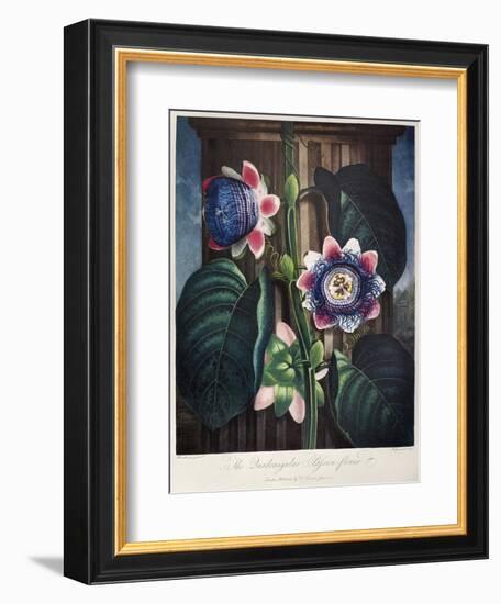 Thornton: Passion-Flower-James, The Elder Hopwood-Framed Giclee Print