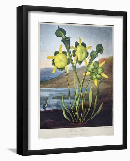 Thornton: Pitcher Plant-Richard Cooper the Younger-Framed Giclee Print
