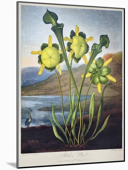 Thornton: Pitcher Plant-Richard Cooper the Younger-Mounted Giclee Print