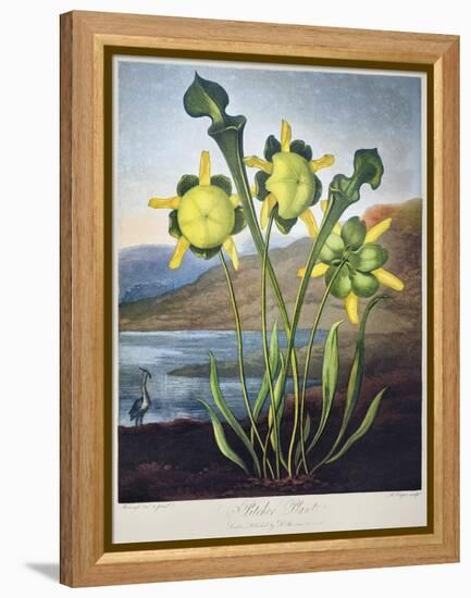 Thornton: Pitcher Plant-Richard Cooper the Younger-Framed Premier Image Canvas