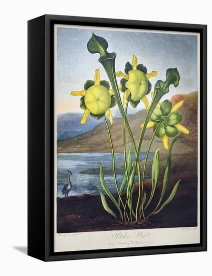 Thornton: Pitcher Plant-Richard Cooper the Younger-Framed Premier Image Canvas