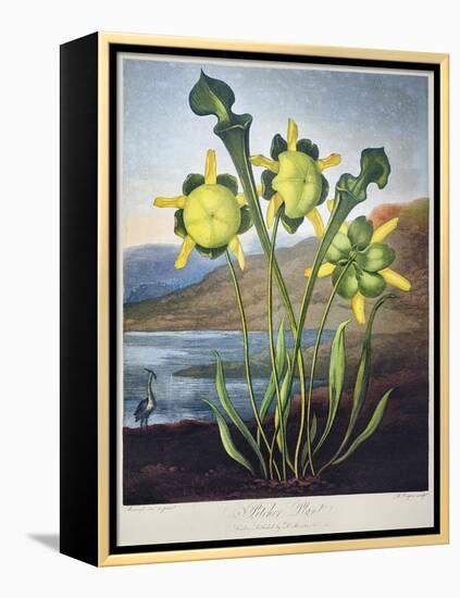 Thornton: Pitcher Plant-Richard Cooper the Younger-Framed Premier Image Canvas
