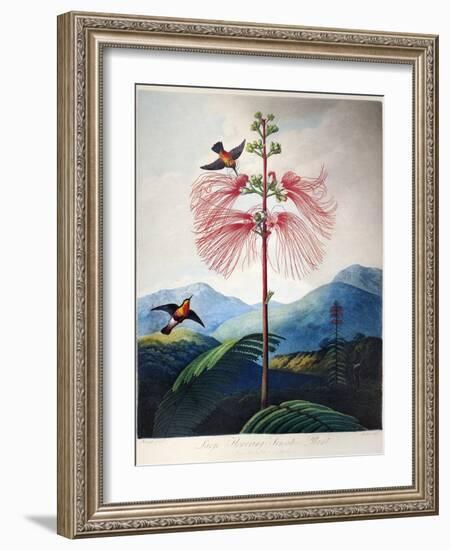 Thornton: Sensitive Plant-Joseph Constantine Stadler-Framed Giclee Print