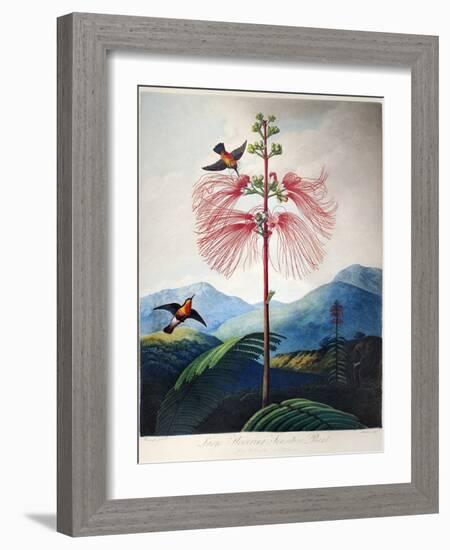 Thornton: Sensitive Plant-Joseph Constantine Stadler-Framed Giclee Print