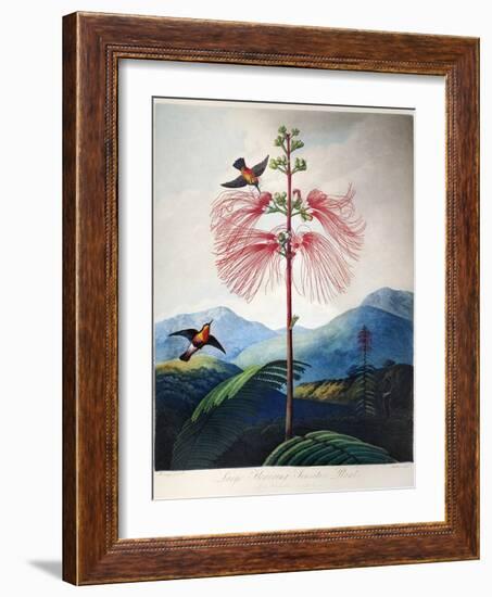 Thornton: Sensitive Plant-Joseph Constantine Stadler-Framed Giclee Print