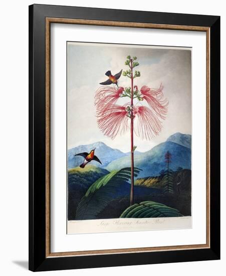 Thornton: Sensitive Plant-Joseph Constantine Stadler-Framed Giclee Print