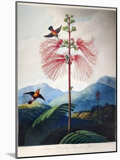 Thornton: Sensitive Plant-Joseph Constantine Stadler-Mounted Giclee Print
