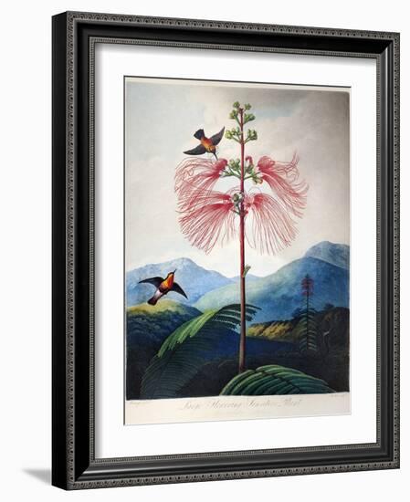 Thornton: Sensitive Plant-Joseph Constantine Stadler-Framed Giclee Print