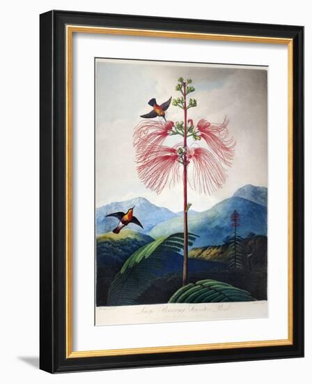 Thornton: Sensitive Plant-Joseph Constantine Stadler-Framed Giclee Print