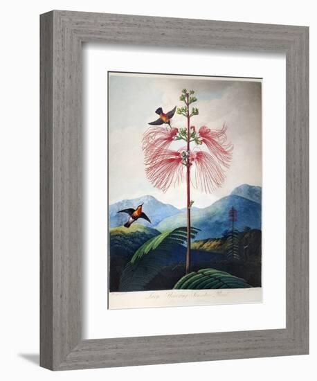 Thornton: Sensitive Plant-Joseph Constantine Stadler-Framed Giclee Print