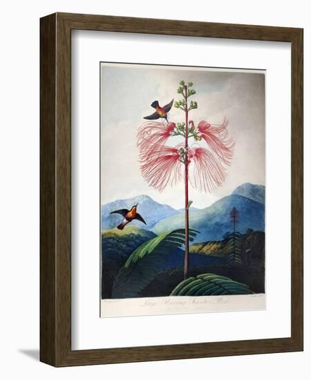 Thornton: Sensitive Plant-Joseph Constantine Stadler-Framed Giclee Print