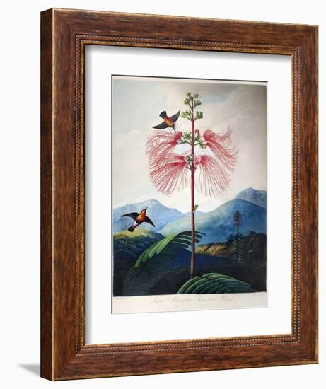 Thornton: Sensitive Plant-Joseph Constantine Stadler-Framed Giclee Print