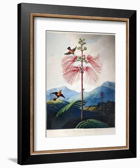 Thornton: Sensitive Plant-Joseph Constantine Stadler-Framed Giclee Print