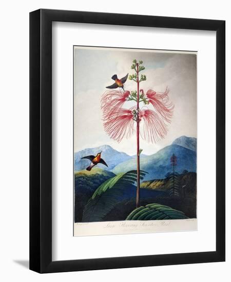 Thornton: Sensitive Plant-Joseph Constantine Stadler-Framed Giclee Print