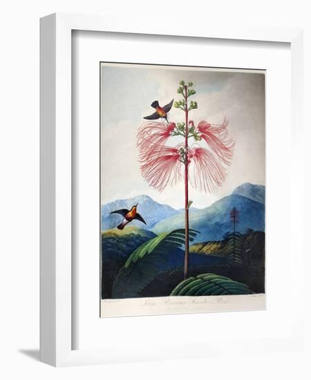 Thornton: Sensitive Plant-Joseph Constantine Stadler-Framed Giclee Print