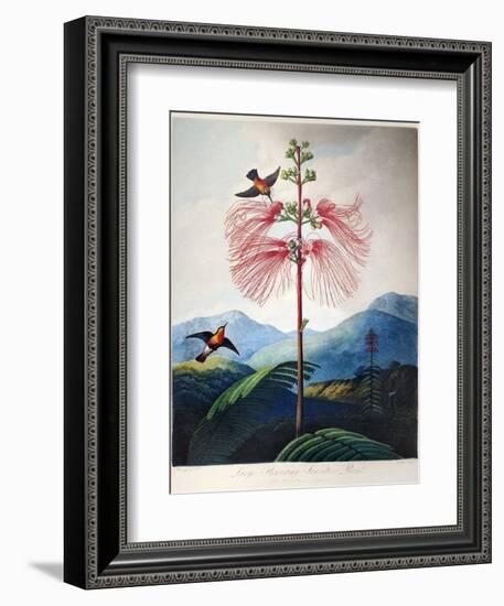 Thornton: Sensitive Plant-Joseph Constantine Stadler-Framed Giclee Print