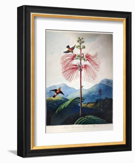 Thornton: Sensitive Plant-Joseph Constantine Stadler-Framed Giclee Print