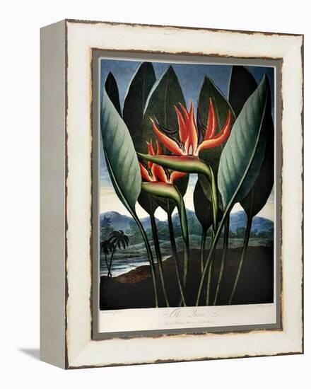 Thornton: Strelitzia-Richard Cooper the Younger-Framed Premier Image Canvas