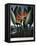 Thornton: Strelitzia-Richard Cooper the Younger-Framed Premier Image Canvas