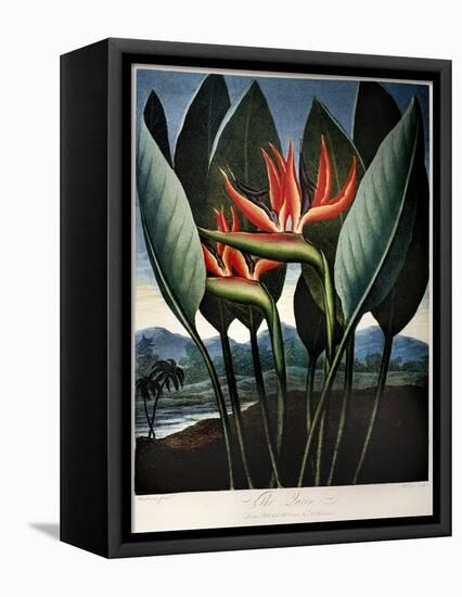 Thornton: Strelitzia-Richard Cooper the Younger-Framed Premier Image Canvas