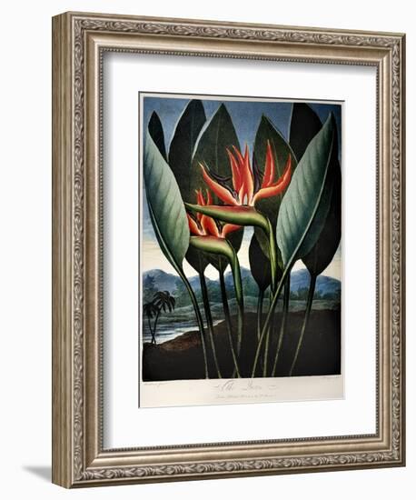 Thornton: Strelitzia-Richard Cooper the Younger-Framed Giclee Print